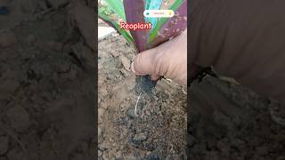 rhoeo plant propagationrhoeo tricolor plant care shorts youtubeshortsviralshorts trending [upl. by Cavanagh337]