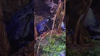 鈷藍箭毒蛙Dendrobates AzureusTaipei Zoo [upl. by Iilek]