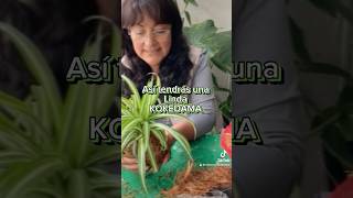 Video completo en mi canal kokedamasbolademusgoamantedelasplantas [upl. by Sou546]