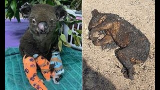 Rescued Koalas from Australias Bushfires  Heartbreaking and Heartwarming  Amazing Recovery [upl. by Arraek]