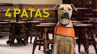 La ruta de los restaurantes Petfriendly [upl. by Katharina]