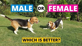 Male vs Female Beagle  Which Should You Choose [upl. by Assetal]