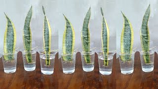 Snake Plant Propagation by Leaf Cuttings in Water [upl. by Heinrike]