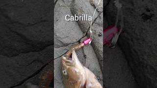 Cabrilla infaltable fishing pesca panama pescando pescadeorilla [upl. by Siuraj]