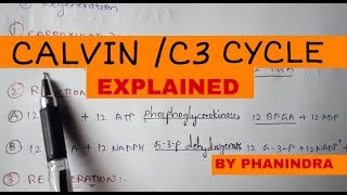 CALVIN CYCLE  C3 CYCLE  BY PHANINDRA GUPTA [upl. by Glassman]