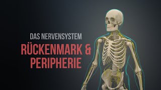 Nervensystem Teil 1  Rückenmark und Peripherie Animation [upl. by Eward]