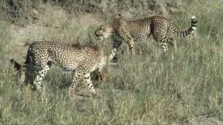 Serval Vs Cheetahs in Serengeti [upl. by Inalem]