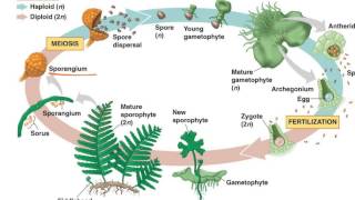 Fern Life Cycle [upl. by Neyr591]