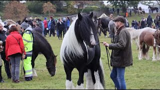 Is this the Most Beautiful Horse at Ballinasloe Horse Fair [upl. by Udale899]