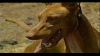 Podenco Andaluz Y Canario [upl. by Ynattib]