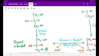 SYNTHESIS OF TRIACYLGLYCEROL [upl. by Lean394]