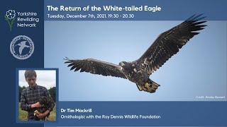 The Return of the Whitetailed Eaglemp4 [upl. by Amby]