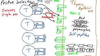 Positive Selection of T cells [upl. by Inaniel]