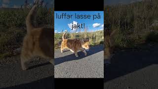 Jag träffade kändisen LuffarLasse shorts luffarlasse cat cute [upl. by Noinatrad]