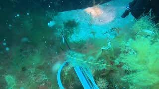 Spearfishing Baldchin Groper  Jurien bay [upl. by Nesila916]