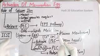 Activation Of Mammalian Egg In Urdu  Chapter No 04  LecNo 19  Developmental Biology  BS Zoology [upl. by Otero]