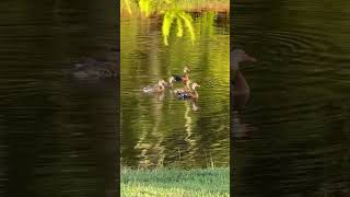 BlackBellied Whistling Ducks [upl. by Yhprum]