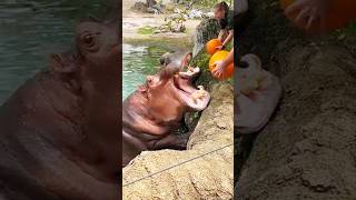 Hippo eating pumpkin comedy funny shortvideo shorts factoz sbrajofficial emtiazbhuyan [upl. by Kameko]