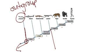 Cladogram for Q3 reteaching [upl. by Conlee]