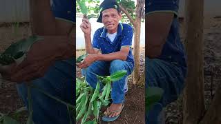 dahon ng manggaherbal herbalifeherbalremedies herbalmedicine [upl. by Ynnaf12]