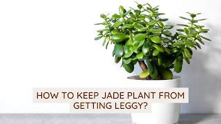 How To Keep Jade Plant From Getting Leggy jadeplantcare [upl. by Xuaegram]