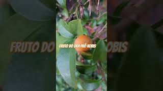 Fruto do ora pró nobis [upl. by Aneekal]