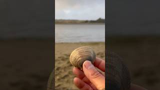 Low tide goodies clams clamming [upl. by Edric]