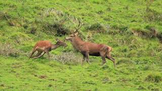 Cerf élaphe en Pays dAspet sur une place de brame en octobre [upl. by Jamille]