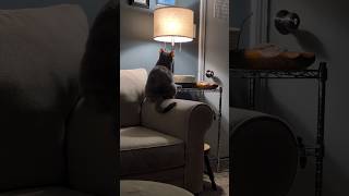 ROBOT DORCAS Tracks Bug in Lamp with Laser Focus 😹🪰🤖🛋️ [upl. by Broddy]