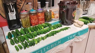 Harvesting Pickling amp Fermenting Lot of Cucumbers in a Crock [upl. by Milford158]