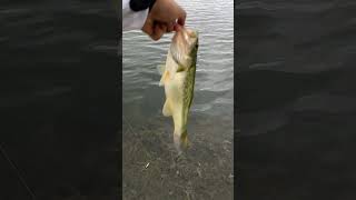 Bass flies back into the water fishing wackyrig largemouthbassfishing largemouthbass shorts [upl. by Prunella]