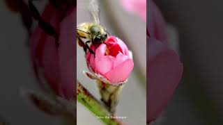 Bee Collecting Pollen  Fascinating CloseUp of Nature in Action shorts asmr bee honeybee [upl. by Kcirdec]