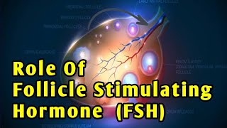 Role Of FSH Follicle Stimulating Hormone  How FSH works [upl. by Otsuj]