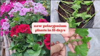 Pelargonium Ko Cuttings Kasari Rakhnu  15 Din ko Results Ko Sath Video [upl. by Aneekal]