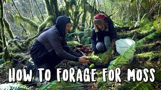 How to Forage for Moss [upl. by Lyndel]