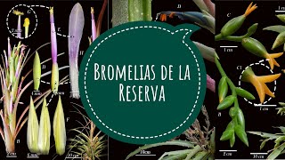 Bromelias en la Reserva [upl. by Ettesyl464]