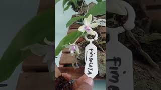 Phalaenopsis Fimbriata bunga kecil [upl. by Faso]