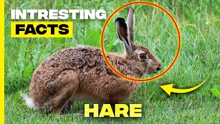 Unbelievable Hare Facts You Didnt Know 🐇  Top Surprising Hare Facts [upl. by Diarmuid39]