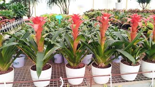 Bromeliad [upl. by Enelyt699]