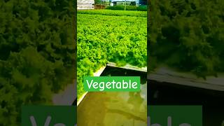 shortvideo agriculture farming countryfarm nature gardenfarmlife vegetables [upl. by Dustin]