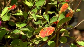 Cercospora on crape myrtles not a major problem [upl. by Eohce618]