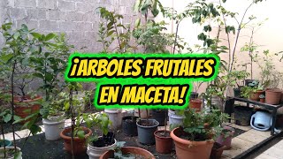 ¡Como tener FRUTALES EN MACETA [upl. by Kerwin]