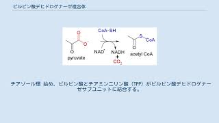 ピルビン酸デヒドロゲナーゼ複合体 [upl. by Jeralee]