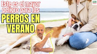 🆘 SIN DUDA ESTE ES EL MAYOR PELIGRO PARA LOS PERROS EN VERANO YA QUE AGRABA UN GOLPE DE CALOR 🆘 [upl. by Haynor]