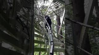 UBC Botanical Gardens Greenheart Treewalk [upl. by Elison]