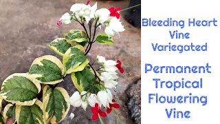 Bleeding Heart Vine or Plant care Clerodendrum thomsoniae Variegated Permanent flowering Vine [upl. by Siuluj]