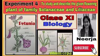 Study flowering plant of families Solanaceae amp LiliaceaeExperiment 4class11biology1st term [upl. by Essiralc]