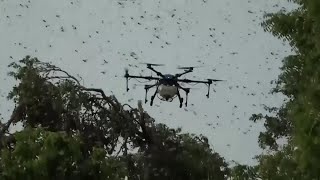 Drones vs Locusts [upl. by Siffre]