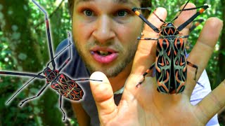 I found a GIANT BEETLE Harlequin Beetle Acrocinus longimanus [upl. by Giulietta]