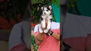 Siberian Husky male puppy available gayatri pet shop pandharpur amp pune 9529626115 [upl. by Atiuqad]